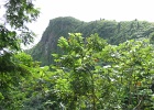 El Yunque Park010